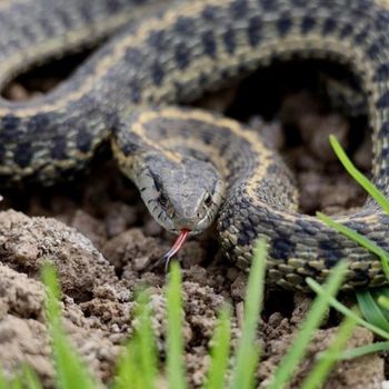 Adult Western Terrestrial Garter Snake