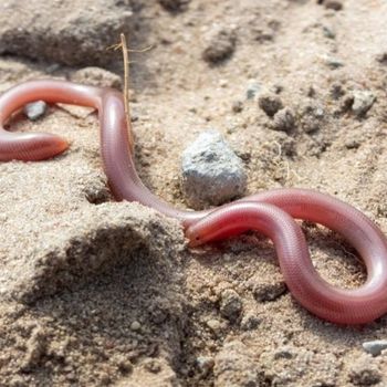 Adult Western Threadsnake