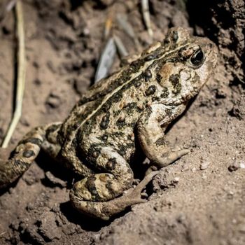Adult Western Toad