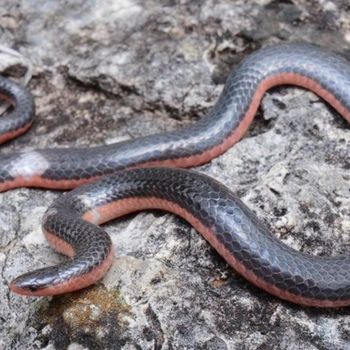 Adult Western Wormsnake