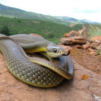 Adult Western Yellow-bellied Racer