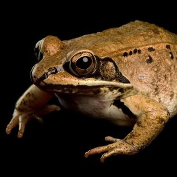 Adult Wood Frog