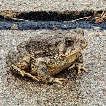 Adult Woodhouse’s Toad