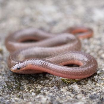 Adult Worm Snake