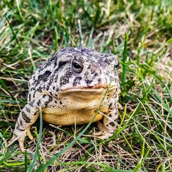 Adult Wyoming Toad