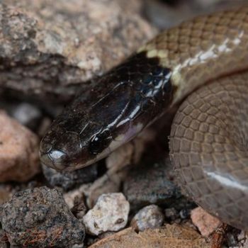 Adult Yaqui Black-Headed Snake