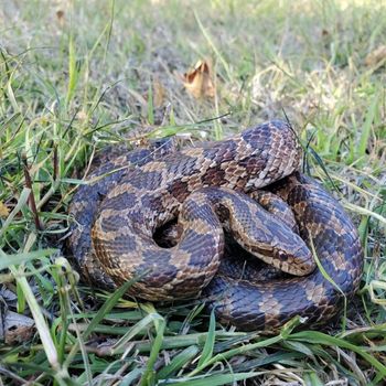 Adult Yellow-bellied Kingsnake