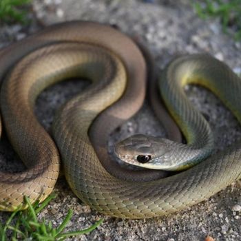 Adult Yellow-bellied Racer