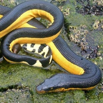 Adult Yellow-bellied Sea Snake