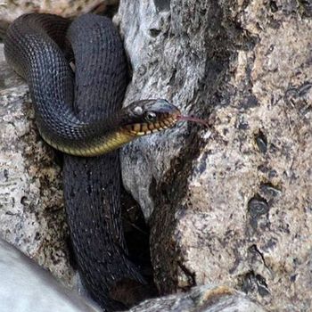 Adult Yellow-bellied Watersnake