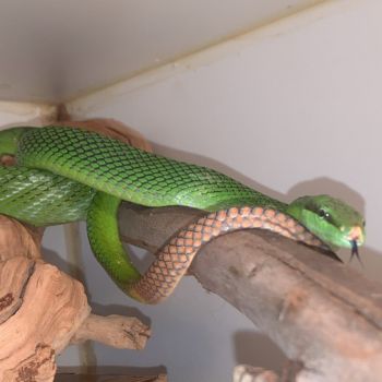 Adult Red-tailed Green Ratsnake