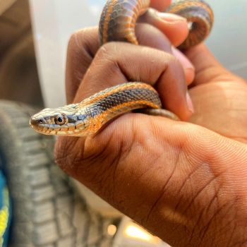 Giant Garter Snake Babies