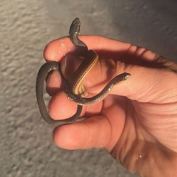 Glossy Crayfish Snake Babies