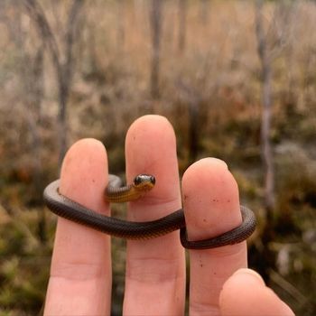 Glossy Swamp Snake Babies