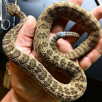 Grand Canyon Pink Rattlesnake Babies