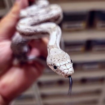 Gray Rat Snake Babies