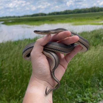 Gray crayfish snake Babies