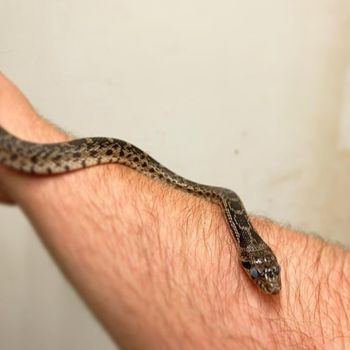 Great Basin Gophersnake Babies