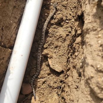 Great Basin Rattlesnake Babies