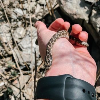 Great Plains Snake Babies