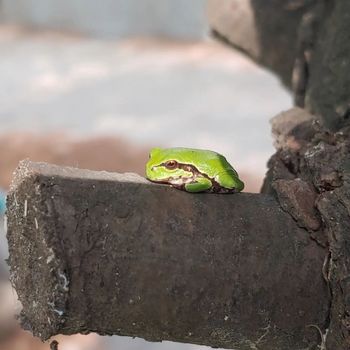 Green Frog Tadpole