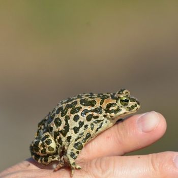 Green Toad Tadpole