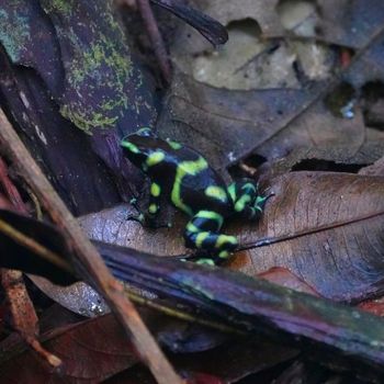 Green-and-Black Poison Dart Frog Tadpole