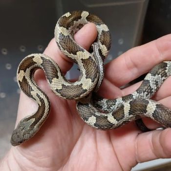 Grey Rat Snake Babies