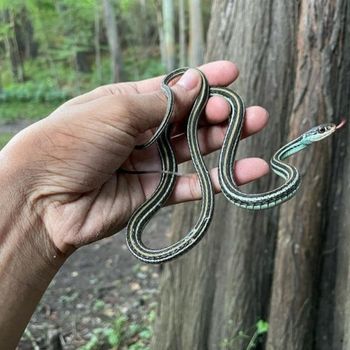 Gulf Coast Ribbon Snake Babies