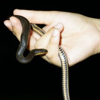 Gulf Crayfish Snake Babies