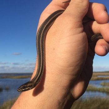 Gulf Salt Marsh Snake Babies