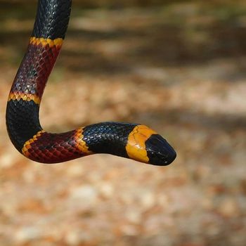 Harlequin coral snake Snakelet