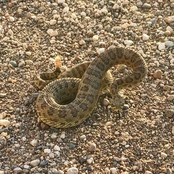 Hopi Rattlesnake Babies