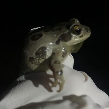 Illinois Chorus Frog Tadpole