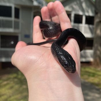 Indigo snake Babies