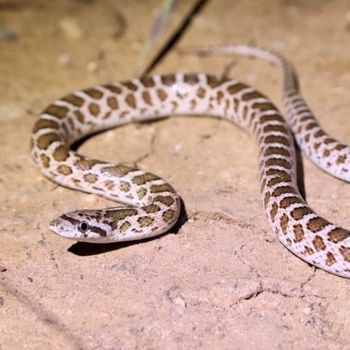 Kansas Glossy Snake Babies