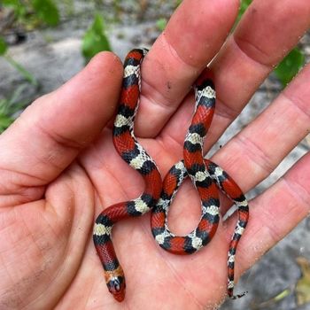 Kingsnake Babies