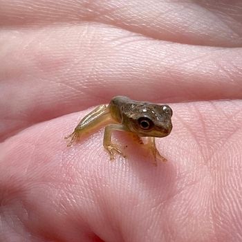 Little Grass Frog Tadpole