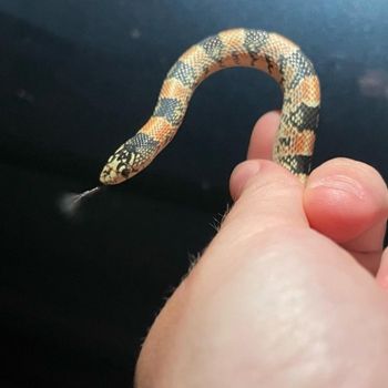 Long-Nosed Snake Babies