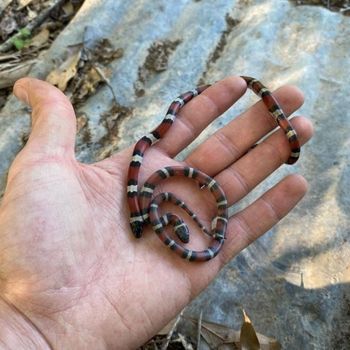 Louisiana Milksnake Babies