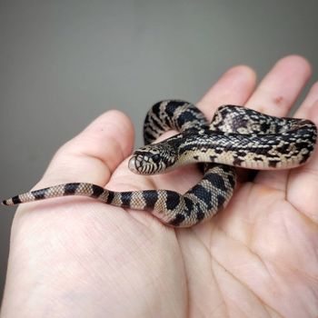 Louisiana Pine Snake Babies