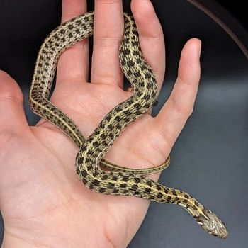 Marcy’s Checkered Garter Snake Babies