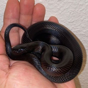 Mexican Black Kingsnake Babies