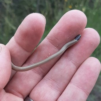 Mexican Blackhead Snake Babies