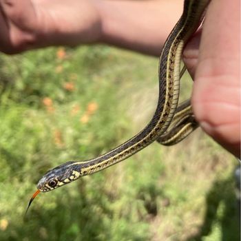 Mexican Gartersnake Babies