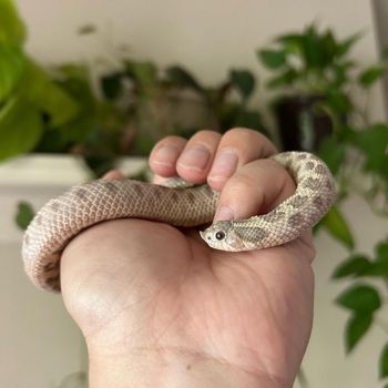 Mexican Hog-Nosed Snake Babies