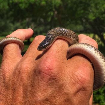 Mexican Hooknose Snake Babies