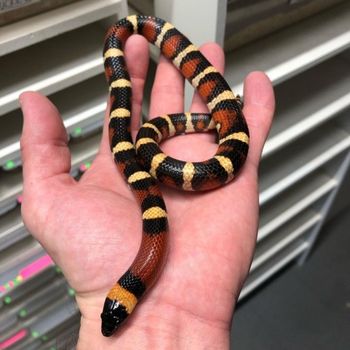 Mexican Milksnake Babies