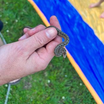 Midland Brown Snake Babies