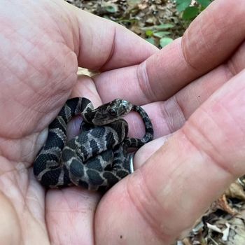 Midland Water Snake Babies